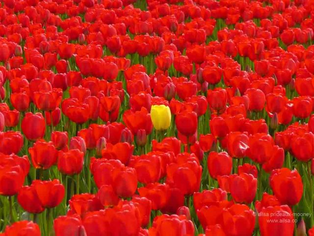 skagit valley, tulip festival, tulips, flowers, nature, travel, photography, ailsa prideaux-mooney, washington tulip festival, roozengaarde
