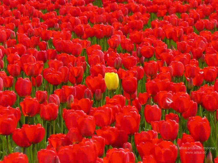 skagit valley, tulip festival, tulips, flowers, nature, travel, photography, ailsa prideaux-mooney, washington tulip festival, roozengaarde