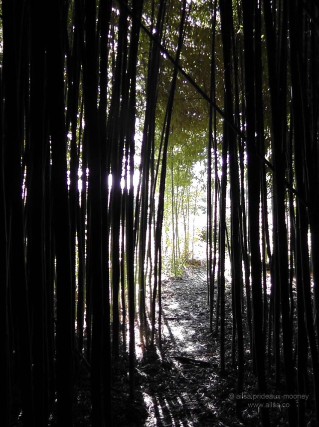 bsmboo forest, rye, new york, westchester county, travel, photography, travelogue, ailsa prideaux-mooney