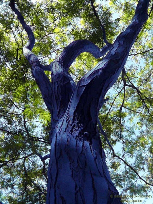 blue tree, seattle, washington, travel, photography, travelogue, art, Konstantin Dimopoulos