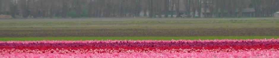 skagit valley tulip festival, la connor, tulip festival, mount vernon, seattle, washington, ailsa prideaux-mooney, travel, photography