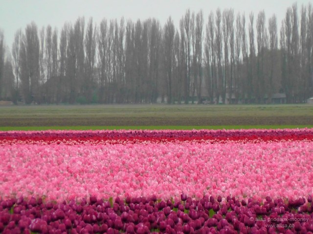 skagit valley tulip festival, la connor, tulip festival, mount vernon, seattle, washington, ailsa prideaux-mooney, travel, photography