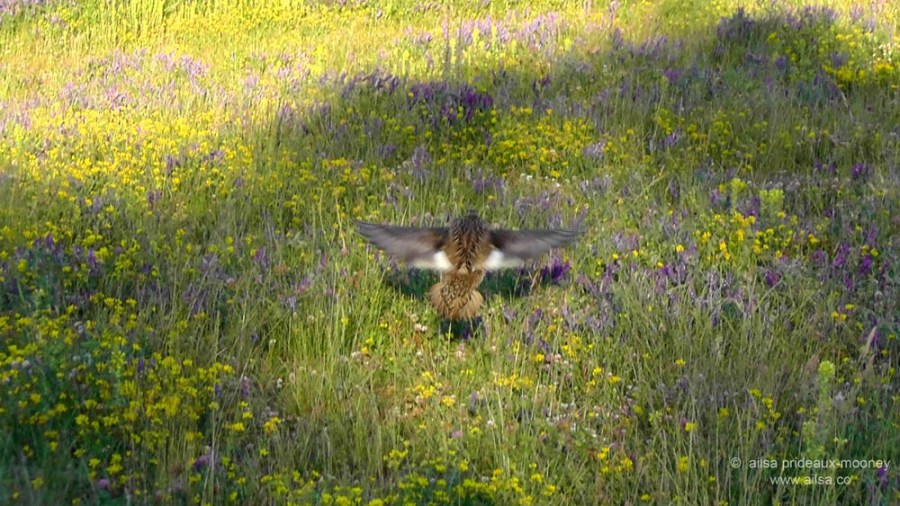 wildlife, seattle, washington, magnuson park, sand point air base, fin art, fin project, kite hill, travel, travelogue, ailsa prideaux-mooney