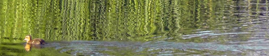 wildlife, seattle, washington, magnuson park, sand point air base, fin art, fin project, kite hill, travel, travelogue, ailsa prideaux-mooney