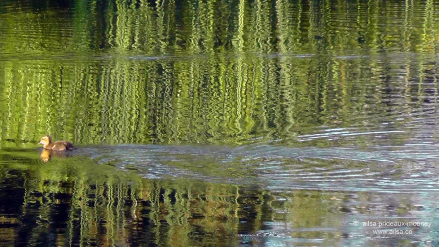 wildlife, seattle, washington, magnuson park, sand point air base, fin art, fin project, kite hill, travel, travelogue, ailsa prideaux-mooney