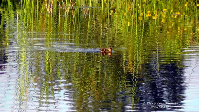 seattle, washington, magnuson park, sand point air base, fin art, fin project, kite hill, travel, travelogue, ailsa prideaux-mooney, wildlife