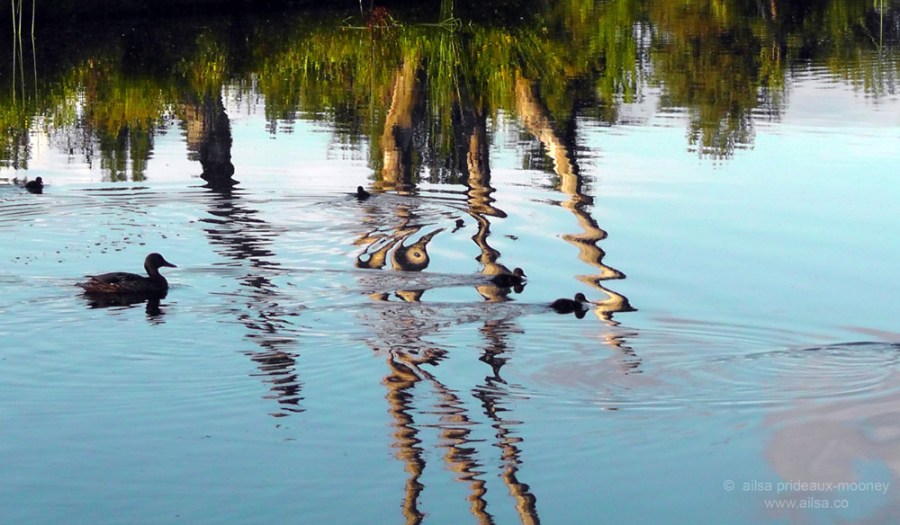 seattle, washington, magnuson park, sand point air base, fin art, fin project, kite hill, travel, travelogue, ailsa prideaux-mooney, wildlife