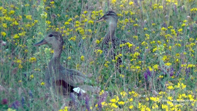 seattle, washington, magnuson park, sand point air base, fin art, fin project, kite hill, travel, travelogue, ailsa prideaux-mooney, wildlife