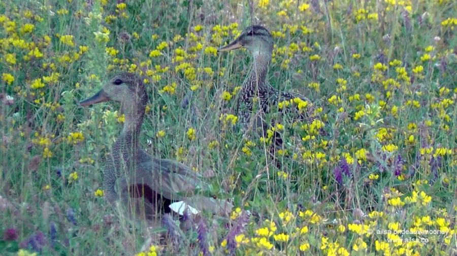 seattle, washington, magnuson park, sand point air base, fin art, fin project, kite hill, travel, travelogue, ailsa prideaux-mooney, wildlife