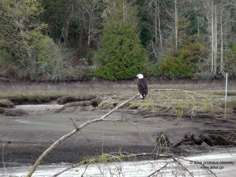 bald eagle, nisqually national wildlife reserve, olympia, seattle, washington, travel, photography, ailsa prideaux-mooney