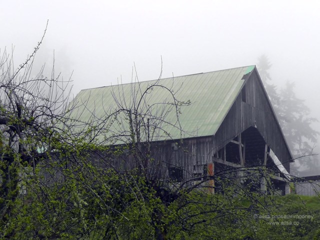 nisqually national wildlife reserve, olympia, seattle, washington, travel, photography, ailsa prideaux-mooney