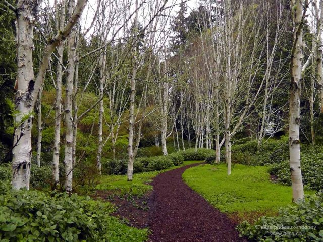 bloedel reserve, seattle, bainbridge island, garden, gardens, rain, travel, travelogue, ailsa prideaux-mooney, birch forest