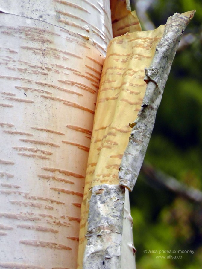 bloedel reserve, seattle, bainbridge island, garden, gardens, rain, travel, travelogue, ailsa prideaux-mooney, birch