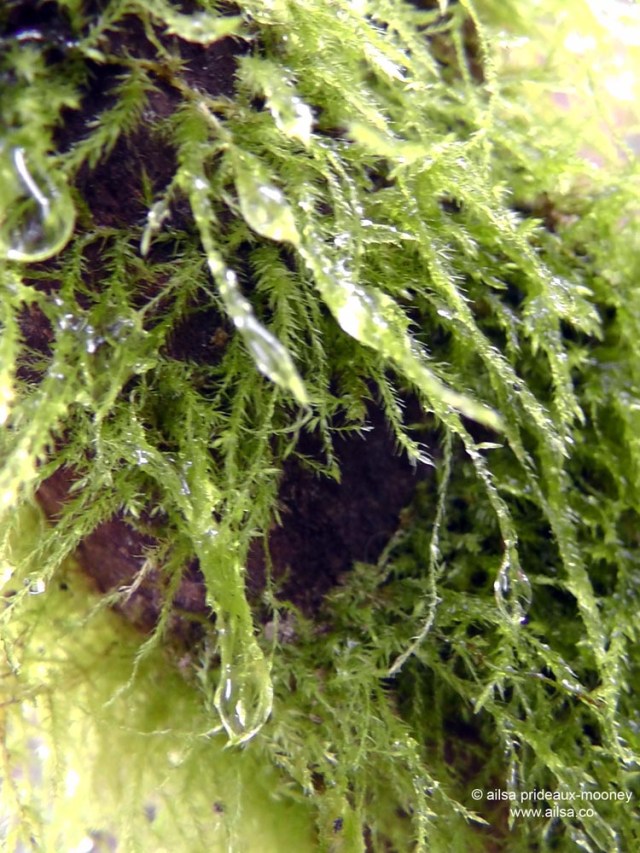 bloedel reserve, seattle, bainbridge island, garden, gardens, rain, travel, travelogue, ailsa prideaux-mooney