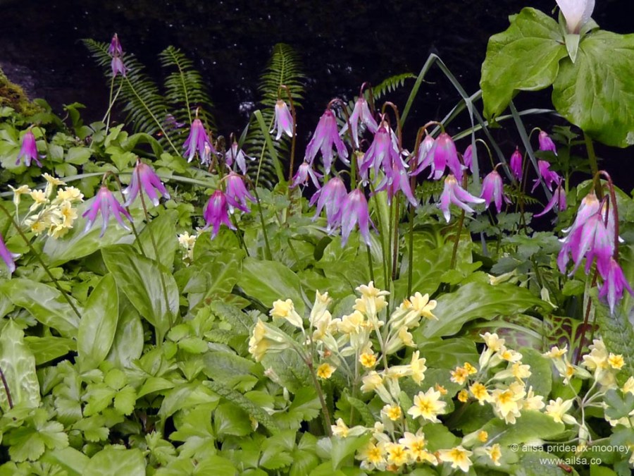 bloedel reserve, bainbridge island, seattle, travel, travelogue, ailsa prideaux-mooney, washington