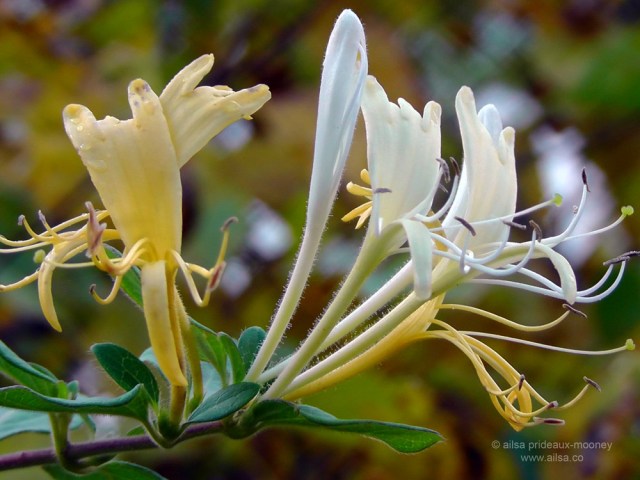 new york, honeysuckle, nature, flowers, travel, photography, ailsa prideaux-mooney