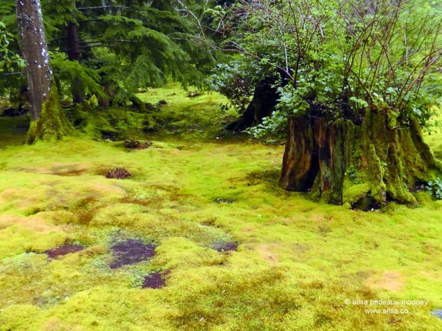 bloedel reserve, seattle, bainbridge island, garden, gardens, rain, travel, travelogue, ailsa prideaux-mooney, moss garden