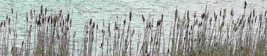 nisqually national wildlife reserve, olympia, seattle, washington, travel, photography, ailsa prideaux-mooney