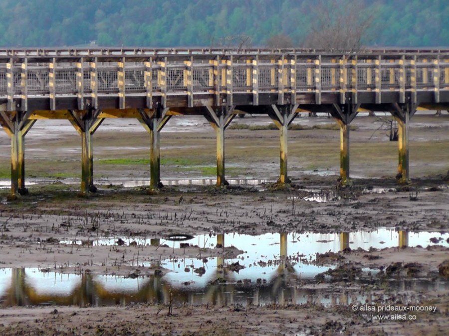 nisqually national wildlife reserve, olympia, seattle, washington, travel, photography, ailsa prideaux-mooney