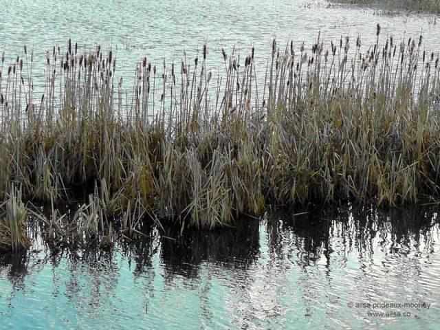 nisqually national wildlife reserve, olympia, seattle, washington, travel, photography, ailsa prideaux-mooney