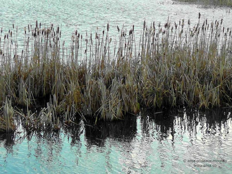 nisqually national wildlife reserve, olympia, seattle, washington, travel, photography, ailsa prideaux-mooney