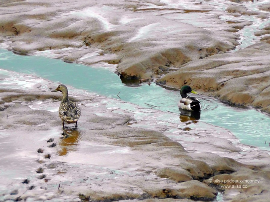 ducks, nisqually national wildlife reserve, olympia, seattle, washington, travel, photography, ailsa prideaux-mooney