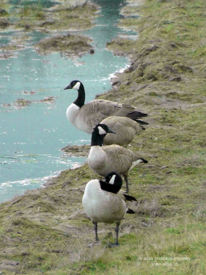 canadian geese, nisqually national wildlife reserve, olympia, seattle, washington, travel, photography, ailsa prideaux-mooney