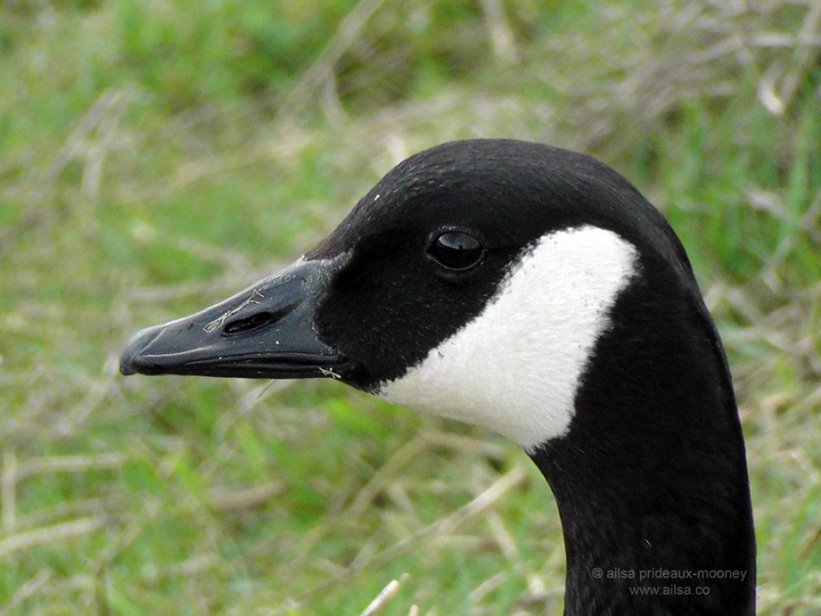 nisqually national wildlife reserve, olympia, seattle, washington, travel, photography, ailsa prideaux-mooney, goose