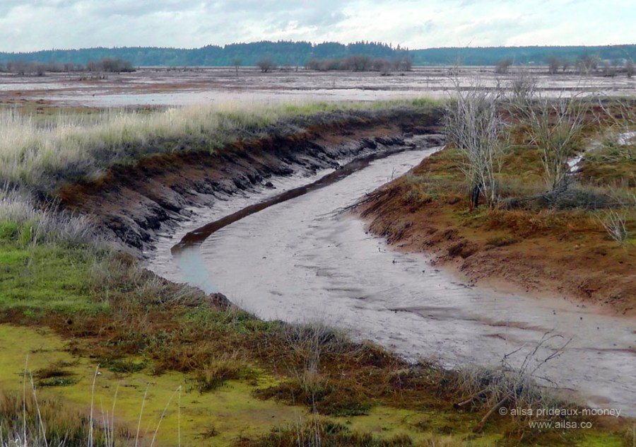 nisqually national wildlife reserve, olympia, seattle, washington, travel, photography, ailsa prideaux-mooney