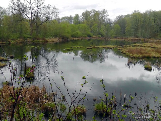 nisqually national wildlife reserve, olympia, seattle, washington, travel, photography, ailsa prideaux-mooney