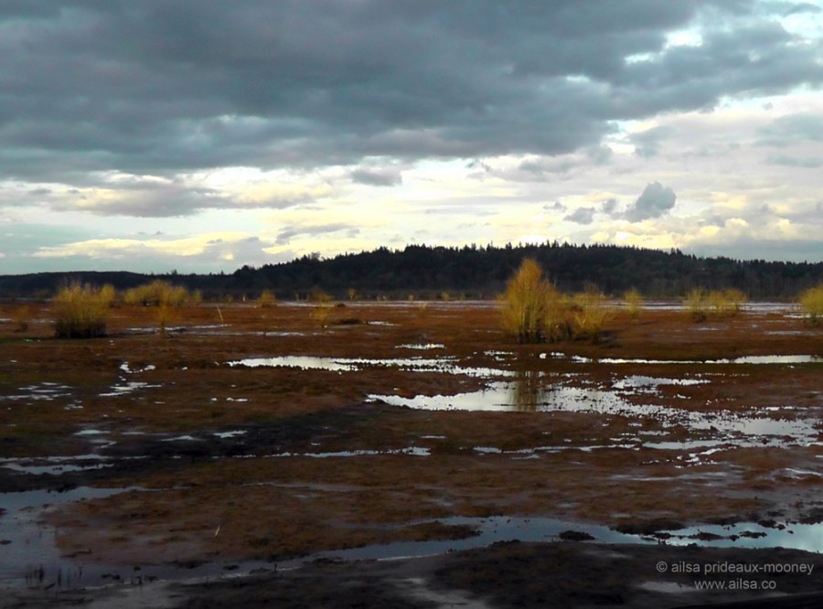 nisqually national wildlife reserve, olympia, seattle, washington, travel, photography, ailsa prideaux-mooney