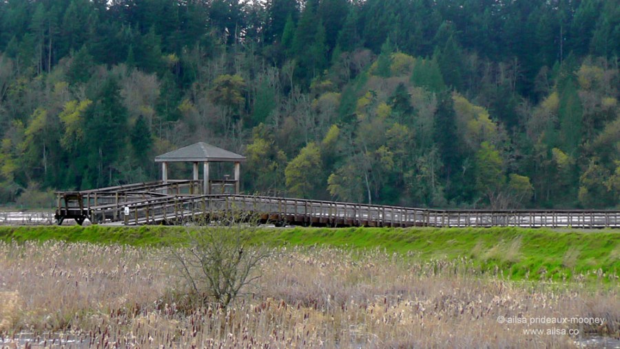 nisqually national wildlife reserve, olympia, seattle, washington, travel, photography, ailsa prideaux-mooney