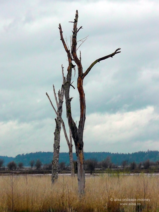 nisqually national wildlife reserve, olympia, seattle, washington, travel, photography, ailsa prideaux-mooney