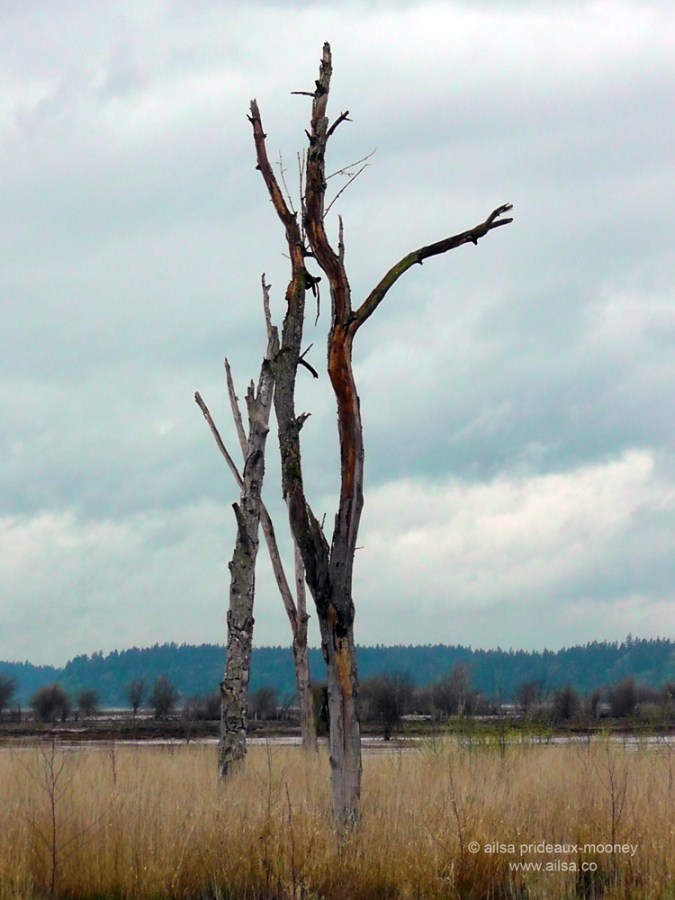 nisqually national wildlife reserve, olympia, seattle, washington, travel, photography, ailsa prideaux-mooney