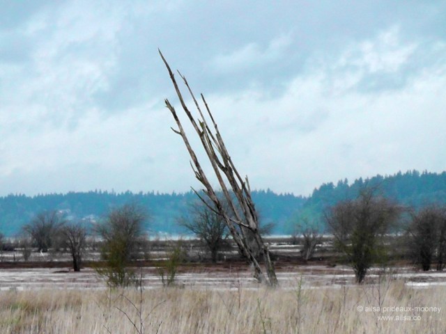 nisqually national wildlife refuge, seattle, travel, travelogue, photography, ailsa prideaux-mooney