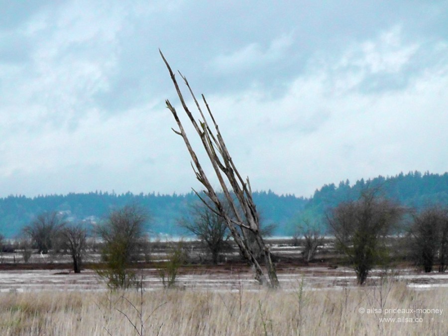 nisqually national wildlife refuge, seattle, travel, travelogue, photography, ailsa prideaux-mooney
