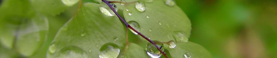 bloedel reserve, seattle, bainbridge island, garden, gardens, rain, travel, travelogue, ailsa prideaux-mooney, raindrop photography
