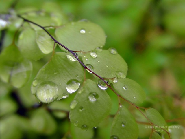 bloedel reserve, seattle, bainbridge island, garden, gardens, rain, travel, travelogue, ailsa prideaux-mooney, raindrop photography