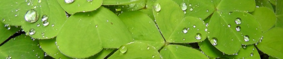 raindrop photography, bloedel reserve, seattle, bainbridge island, garden, gardens, rain, travel, travelogue, ailsa prideaux-mooney