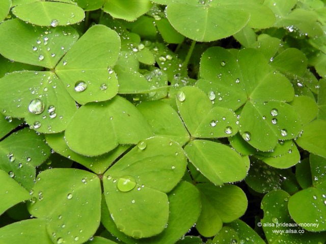 raindrop photography, bloedel reserve, seattle, bainbridge island, garden, gardens, rain, travel, travelogue, ailsa prideaux-mooney
