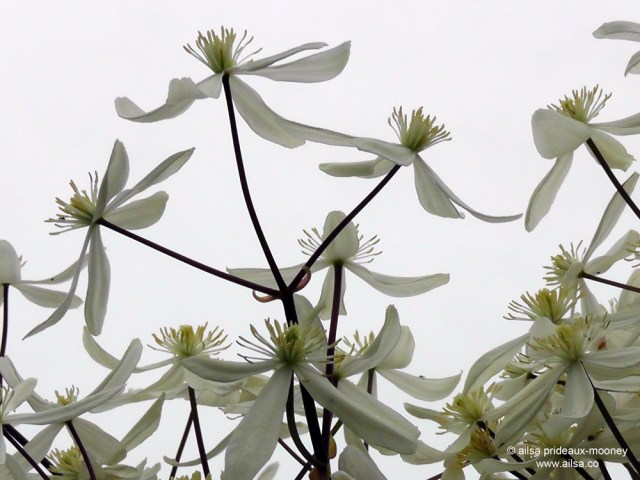 clematis, ballard, seattle, travel. travelogue, ailsa prideaux-mooney, photography