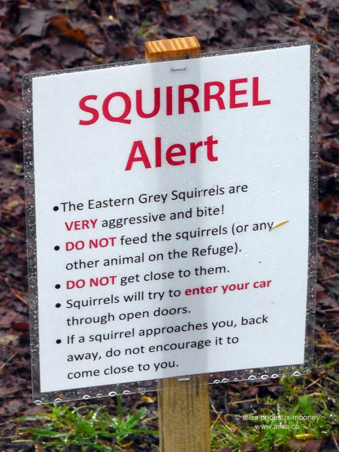 nisqually national wildlife reserve, olympia, seattle, washington, travel, photography, ailsa prideaux-mooney