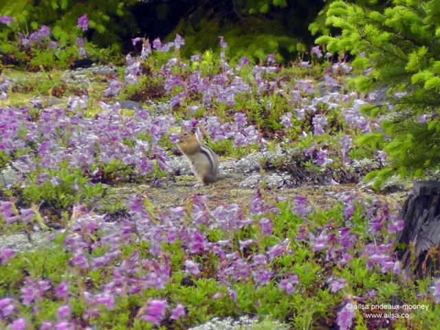 mt st helens, wildflowers, lava flow, ground squirrel, travel, nature, wildlife, photography, ailsa prideaux-mooney