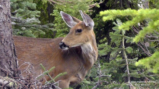 mount rainier, washington, elk, wildlife, travel, seattle, photography, ailsa prideaux-mooney