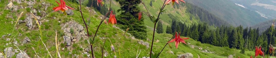 sauk mountain, wildflowers, washington, north cascades, travel, ailsa prideaux-mooney