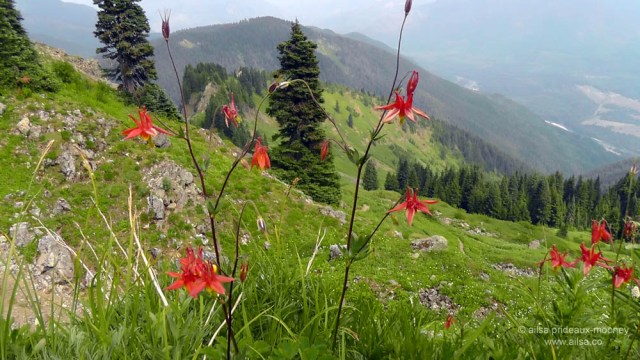 sauk mountain, wildflowers, washington, north cascades, travel, ailsa prideaux-mooney