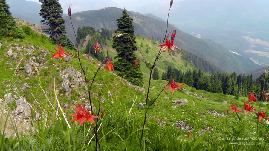 sauk mountain, wildflowers, washington, north cascades, travel, ailsa prideaux-mooney