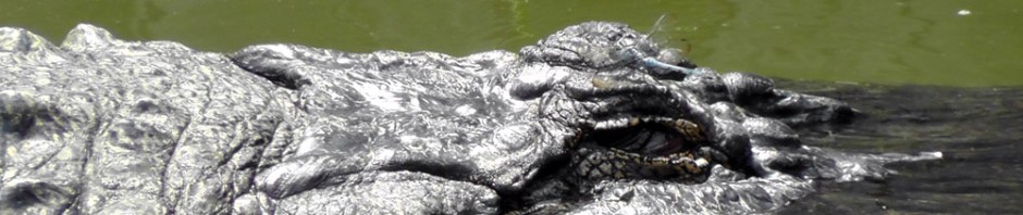 american alligator, swamp, south carolina, charleston, travel, travelogue, ailsa prideaux-mooney