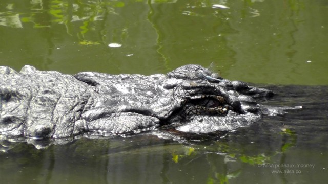 american alligator, swamp, south carolina, charleston, travel, travelogue, ailsa prideaux-mooney