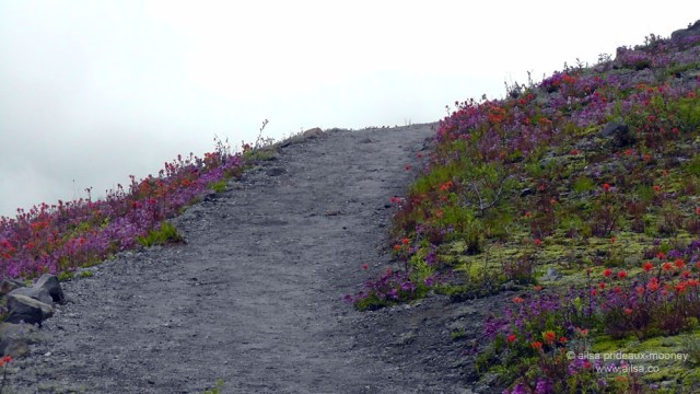 mount st helens, boundary trail, devils elbow, johnston ridge observatory, washington state, seattle, hiking, travel, travelogue, photography, ailsa prideaux-mooney